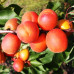 Абрикос ранний сорт Том Кот, подвой алыча
