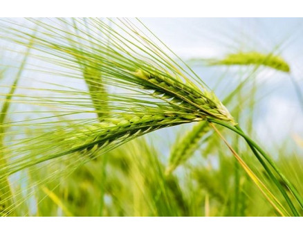 Топ-5 популярных сидератов и особенности их применения