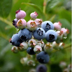 Саженцы голубики сорт Top Hat 1 летние, конт. P9 Саженцы голубики сорт Top Hat 1 летние, конт. P9