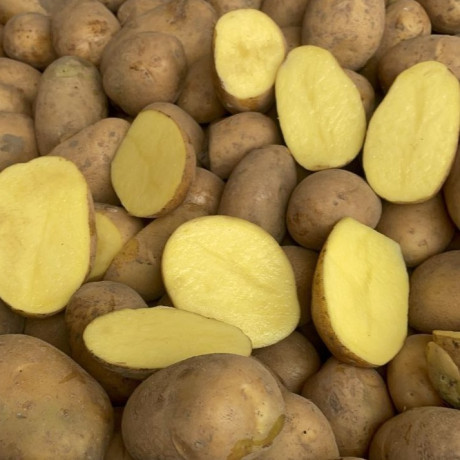 Семенной картофель Торения, 100-110 дней, 2 репродукция Семенной картофель Торения, 100-110 дней, 2 репродукция