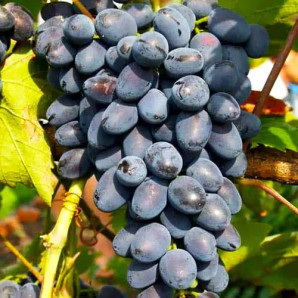 Виноград сорт Торнадо, 125-130 дней, конт. 1.7 л Виноград сорт Торнадо, 125-130 дней, конт. 1.7 л