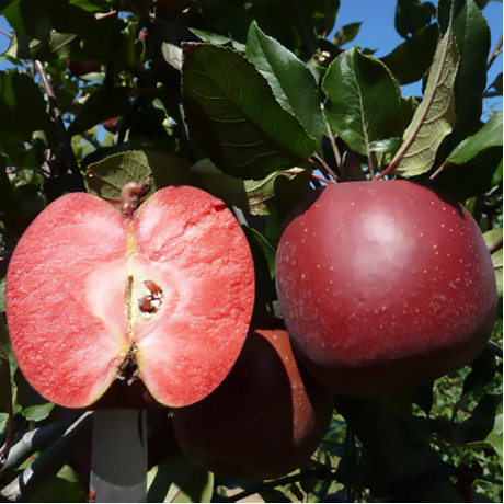 Яблуня літня сорт Трініті, підщепа 54-118