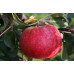 Яблуня літня сорт Трініті, підщепа 54-118