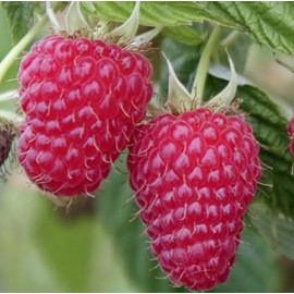 Саженцы малины сорт Туламин