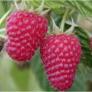 Саджанці малини сорт Туламін Саджанці малини сорт Туламін