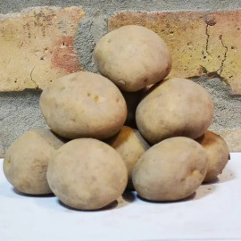 Семенной картофель Твистер, 60-70 дней, 2 репродукция