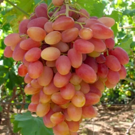 Виноград сорт Ух-ты, полуупакованный