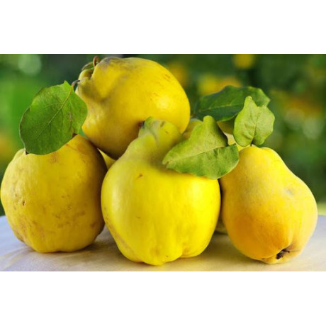 Айва сорт Находка Грибанова, подвой ВА-29