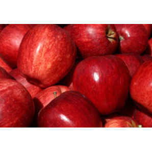 Яблуня зимова сорт Гала Роял Яблуня зимова сорт Гала Роял