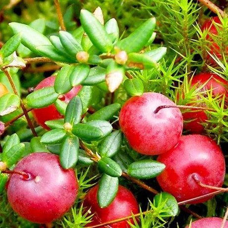 Саженцы клюквы сорт "Уилкокс" 2 летние, конт. 3 л