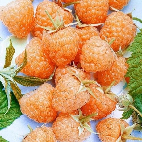 Саджанці малини сорт Валентина, напівупаковані Саджанці малини сорт Валентина, напівупаковані