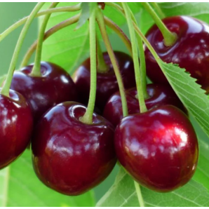Черешня рання сорт Ван Компакт, підщепа магалєпка Черешня рання сорт Ван Компакт, підщепа магалєпка