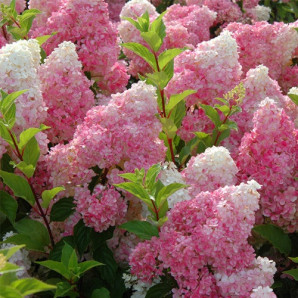 Гортензия Vanile Fraise 1 летняя, конт. P9 Гортензия Vanile Fraise 1 летняя, конт. P9