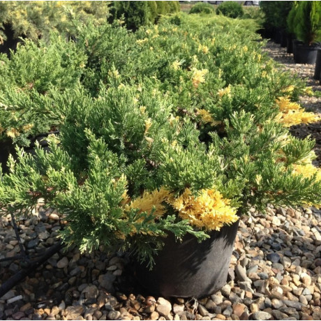 Ялівець козацький Variegata, конт. P9 Ялівець козацький Variegata, конт. P9