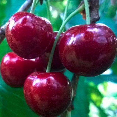 Саджанці черешні сорт Василина, підщепа магалепка
