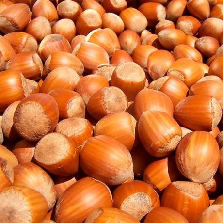 Фундук сорт Вебба Цінний