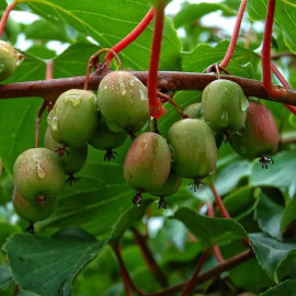 Актинидия аргута сорт Вейки 1 летняя, конт. P9