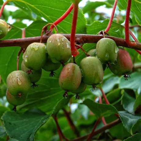 Актинидия аргута сорт Вейки 1 летняя, конт. P9
