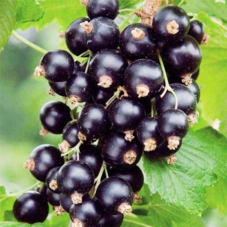 Смородина Вернисаж 1 летняя ОКС Смородина Вернисаж 1 летняя ОКС