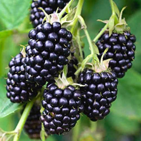 Саженцы ежевики сорт Виктория 1 летние, конт. P9