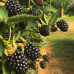 Саженцы ежевики сорт Виктория 1 летние, конт. P9