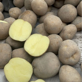 Семенной картофель Винета, 60-70 дней, 2 репродукция