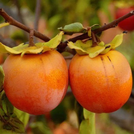 Хурма сорт Віргінська великоплідна 1 річна, напівупакована Хурма сорт Віргінська великоплідна 1 річна, напівупакована