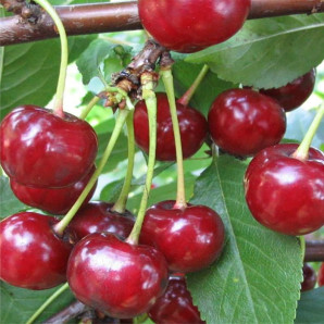 Вишня сорт Тургенівка, підщепа магалебка Вишня сорт Тургенівка, підщепа магалебка