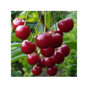 Вишня сорт Спутница, підщепа магалєпка Вишня сорт Спутница, підщепа магалєпка