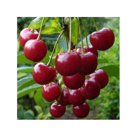 Вишня сорт Спутница, підщепа магалєпка