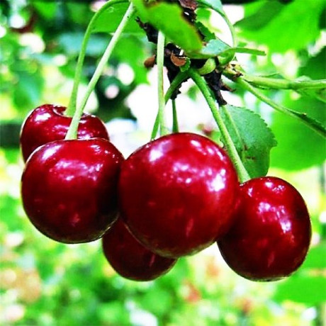 Вишня сорт Лотовка, підщепа магалєпка Вишня сорт Лотовка, підщепа магалєпка