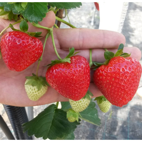 Клубника сорт Вивара, в кассетах