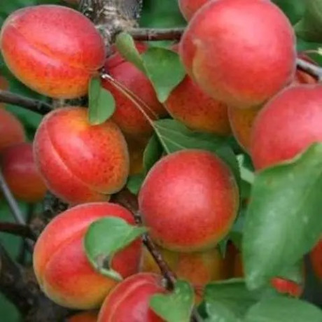 Абрикос ранний сорт Вондер Кот, подвой алыча Абрикос ранний сорт Вондер Кот, подвой алыча