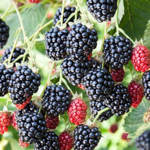 Саженцы ежевики сорт Вон 1 летние, конт. P9