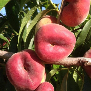 Персик инжирный сорт Юла, подвой миндаль Персик инжирный сорт Юла, подвой миндаль