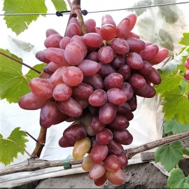 Виноград сорт Жар-Птица, полуупакованный