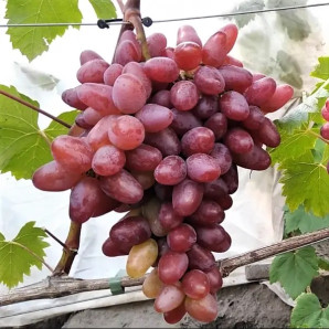 Виноград сорт Жар-Птица, полуупакованный Виноград сорт Жар-Птица, полуупакованный