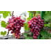 Виноград сорт Жар-Птица, полуупакованный