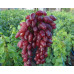 Виноград сорт Жар-Птица, полуупакованный