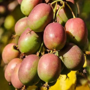 Актинидия аргута сорт Женева 1 летняя, конт. P9