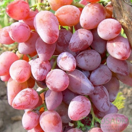 Виноград сорт Зоренька, 90-100 дней, конт. 1.7 л