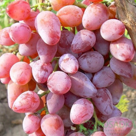 Виноград сорт Зоренька, полуупакованный