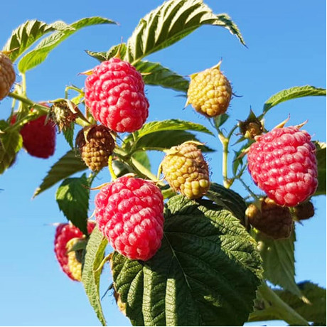 Малина сорт Зюгана, 5 шт (напівупакована)