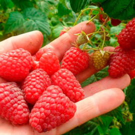 Саженцы малины сорт Зюгана, II сорт