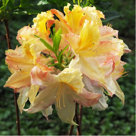 Азалия сорт Zuza 1 летняя, in vitro (полуупакованая)