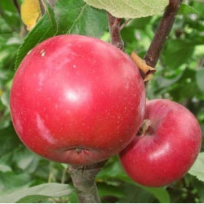 Яблоня осенняя сорт Цирцея, подвой ММ-106 Яблоня осенняя сорт Цирцея, подвой ММ-106