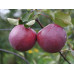 Яблоня осенняя сорт Цирцея, подвой ММ-106