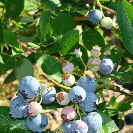 Саджанці лохини сорт Блюголд 5 річні, конт. 20 л