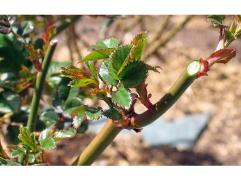 Уход за розами весной. Как произвести обрезку, подкормку растений