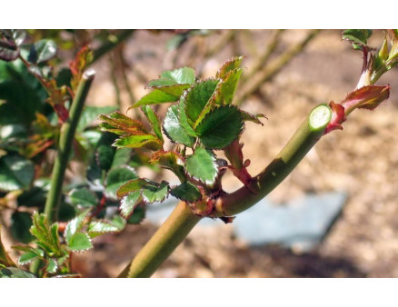 Уход за розами весной. Как произвести обрезку, подкормку растений